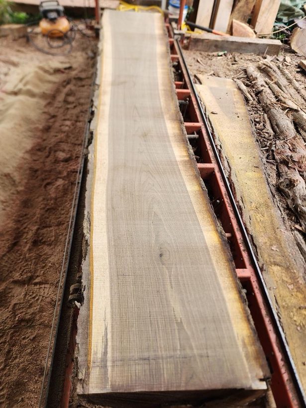 A long pale hardwood slab lying on the red sawmill bed just after being cut.
