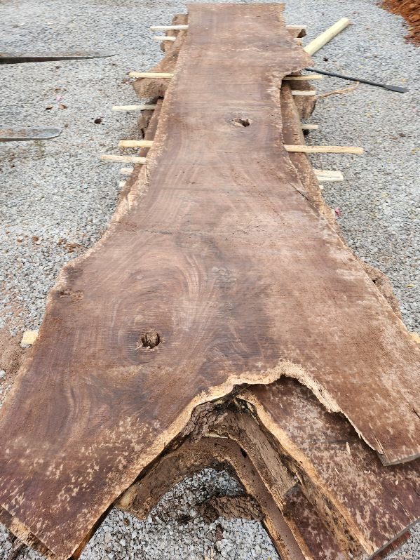 A wide walnut slab fresh off the saw laid out on gravel with loose sticks across one end.