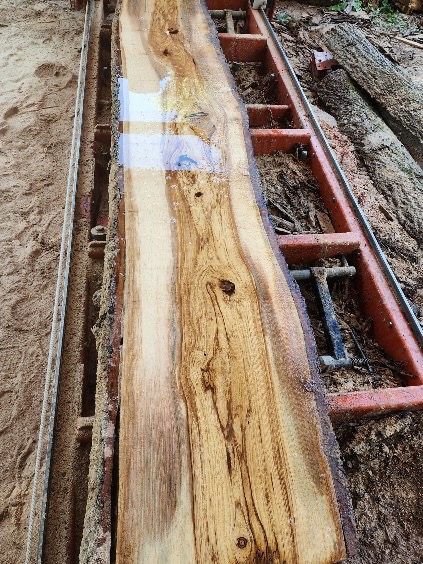 A freshly cut pale slab still sitting on the red mill bed, the surface wet from the saw.