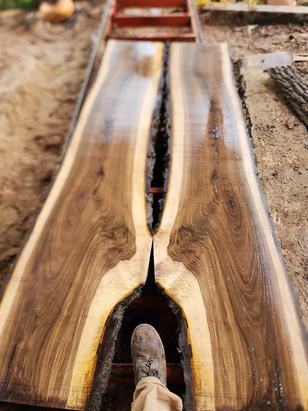 Looking down at a walnut slab with a large open crotch void, a work boot pushed through it for scale.